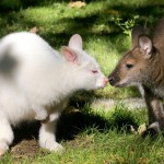 Albino Kangaroo at German zoo01