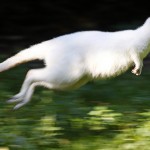 Il canguro albino che vive nello zoo di Duisburg