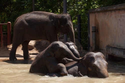 Elephants pool swim at Melbourne Zoo01