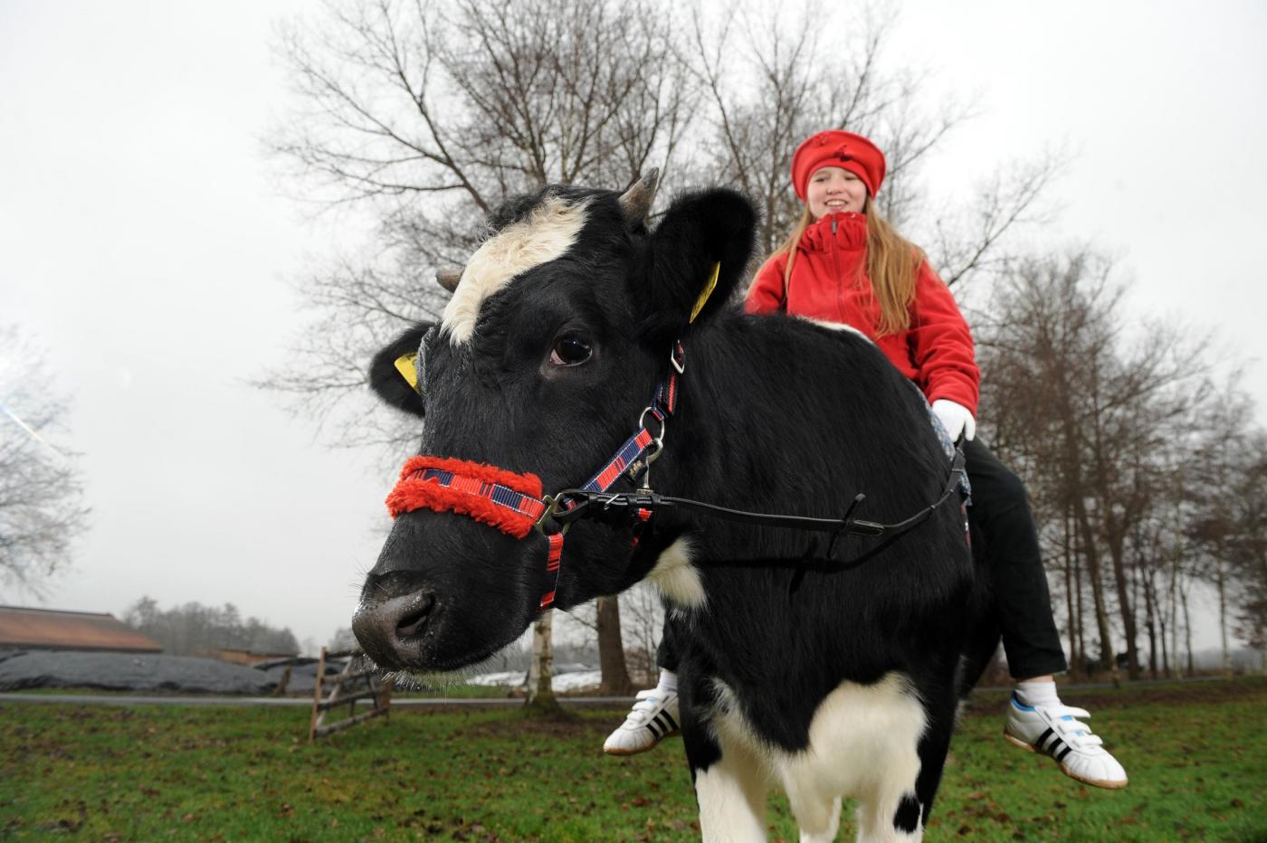 Germania, la ragazzina che a 12 anni cavalca la mucca05