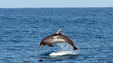 Branco di delfini avvistato a largo di Pesaro03