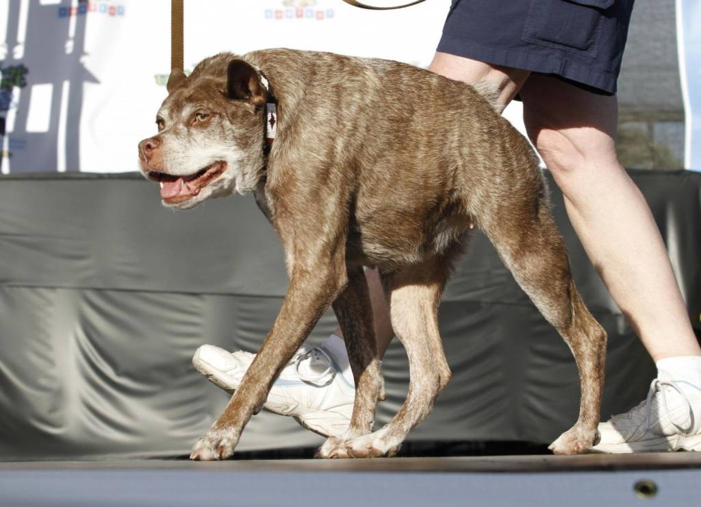 Peanut ustionato da cucciolo: vince il premio cane più ...