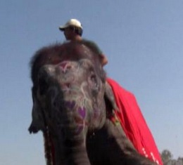 Concorso di bellezza per elefanti in Nepal VIDEO