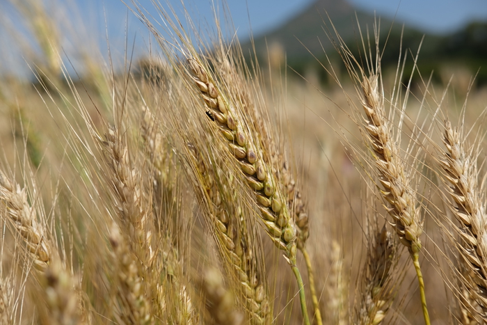 L'agricoltura attrae sempre più giovani, la carica degli startupper